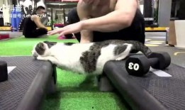 肥猫tv在线观看